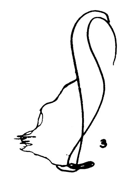 Desenho clínico winnicottiano